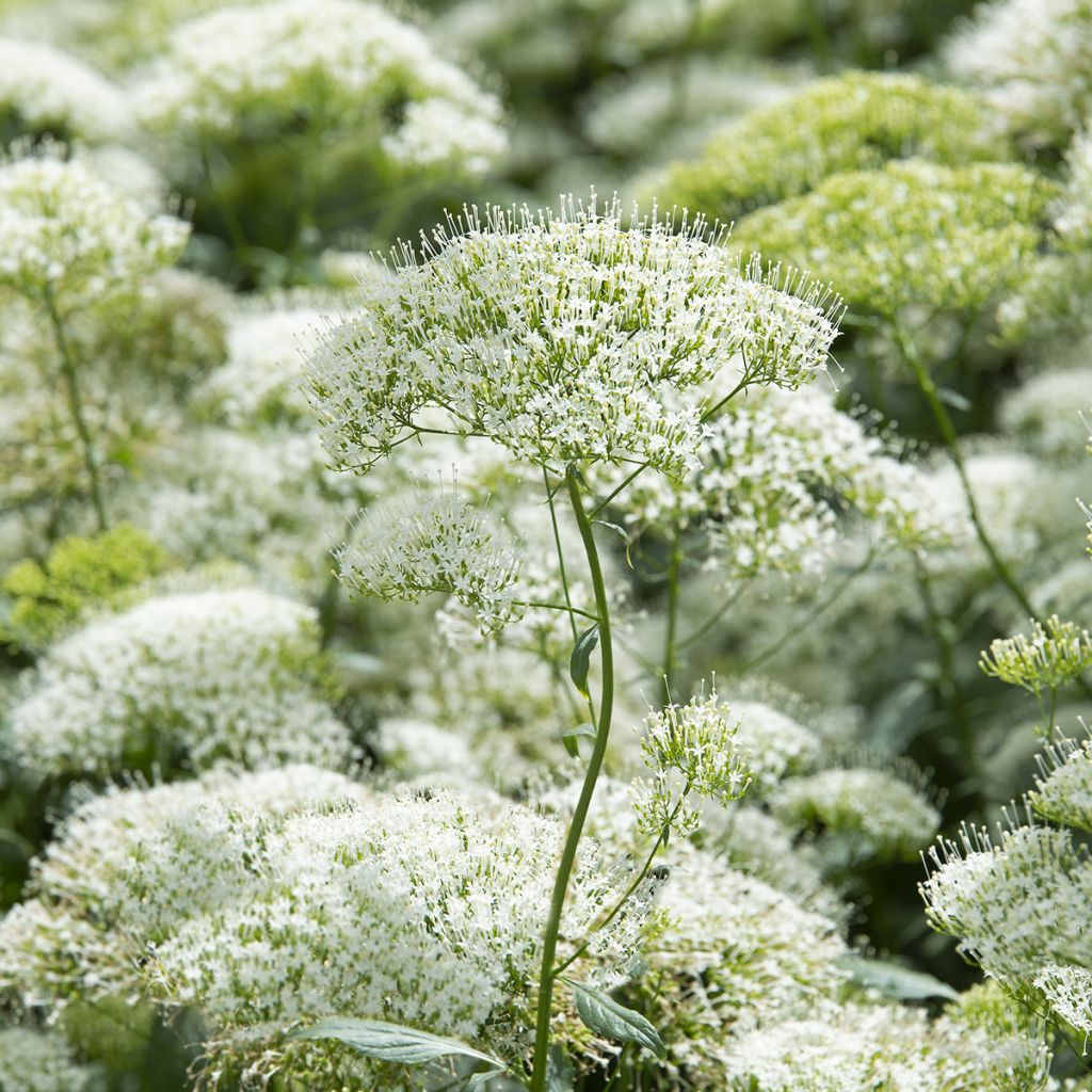 Trachelium caeruleum White Knight (siemenet)