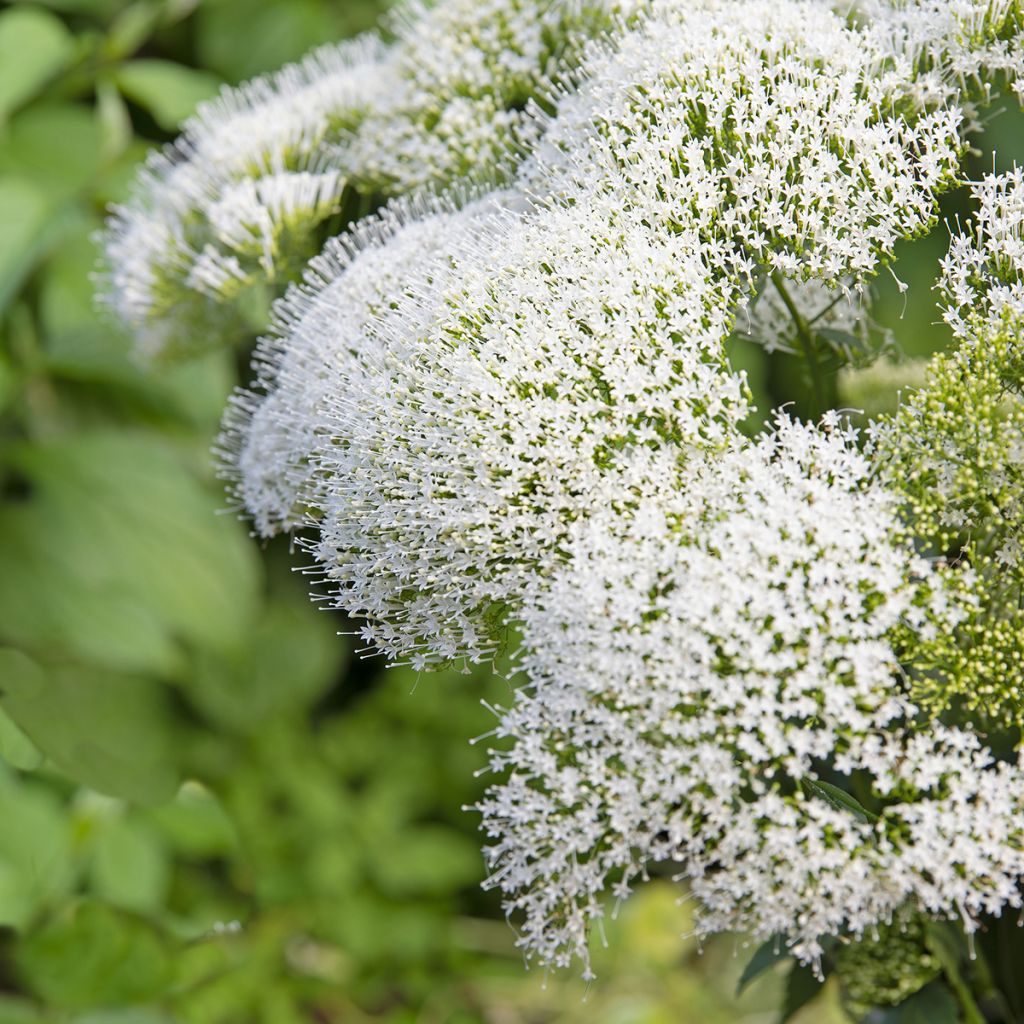 Trachelium caeruleum White Knight (siemenet)