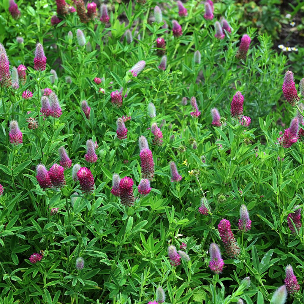 Rusoapila (siemenet) - Trifolium rubens