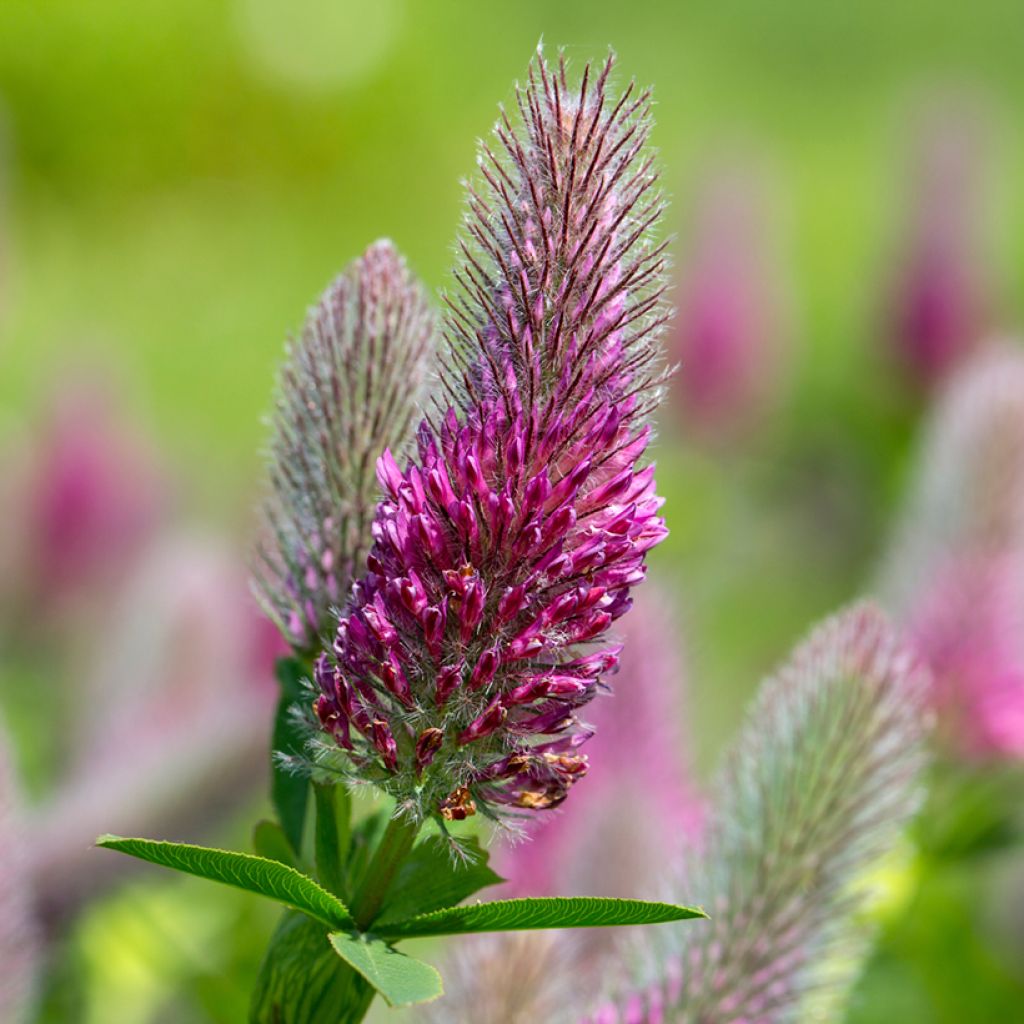 Rusoapila (siemenet) - Trifolium rubens