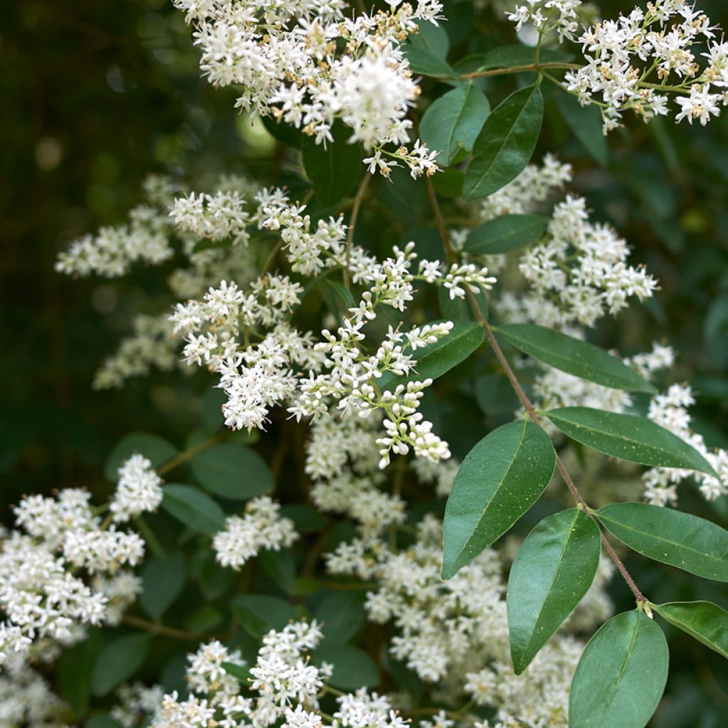Aitalikusteri (siemenet) - Ligustrum vulgare