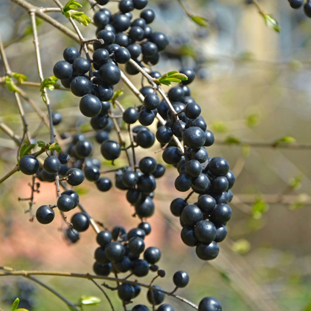 Aitalikusteri (siemenet) - Ligustrum vulgare
