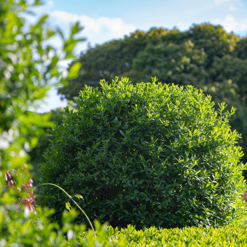 Aitalikusteri (siemenet) - Ligustrum vulgare