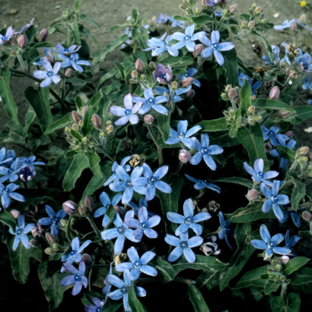 Eteläntähti Heavenly Blue (siemenet)