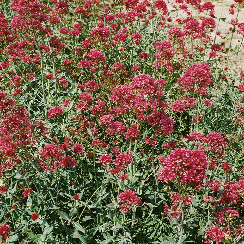 Punavirma Pretty Betsy (siemenet)