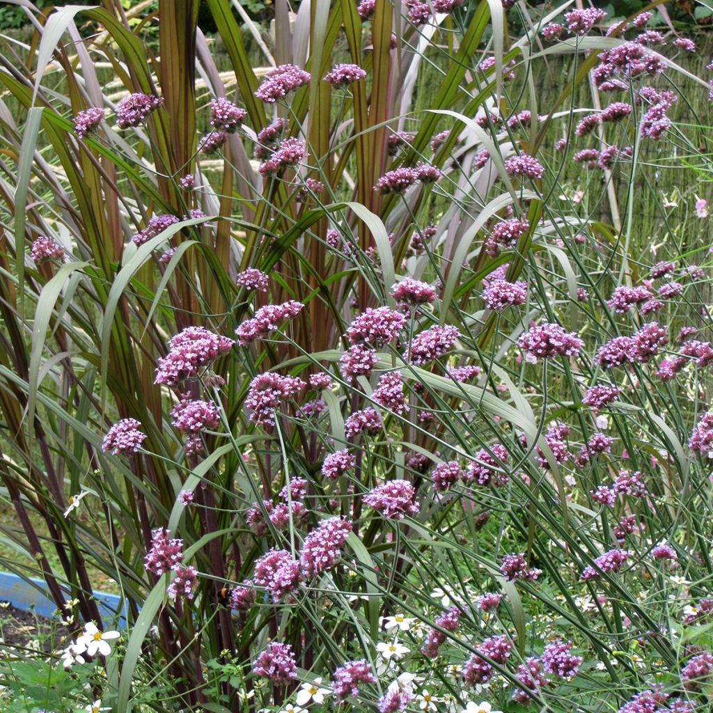 Jättiverbena Purple Top (siemenet)
