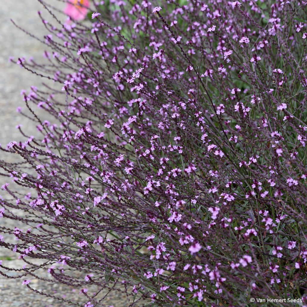 Rohtoverbena Bampton (siemenet)