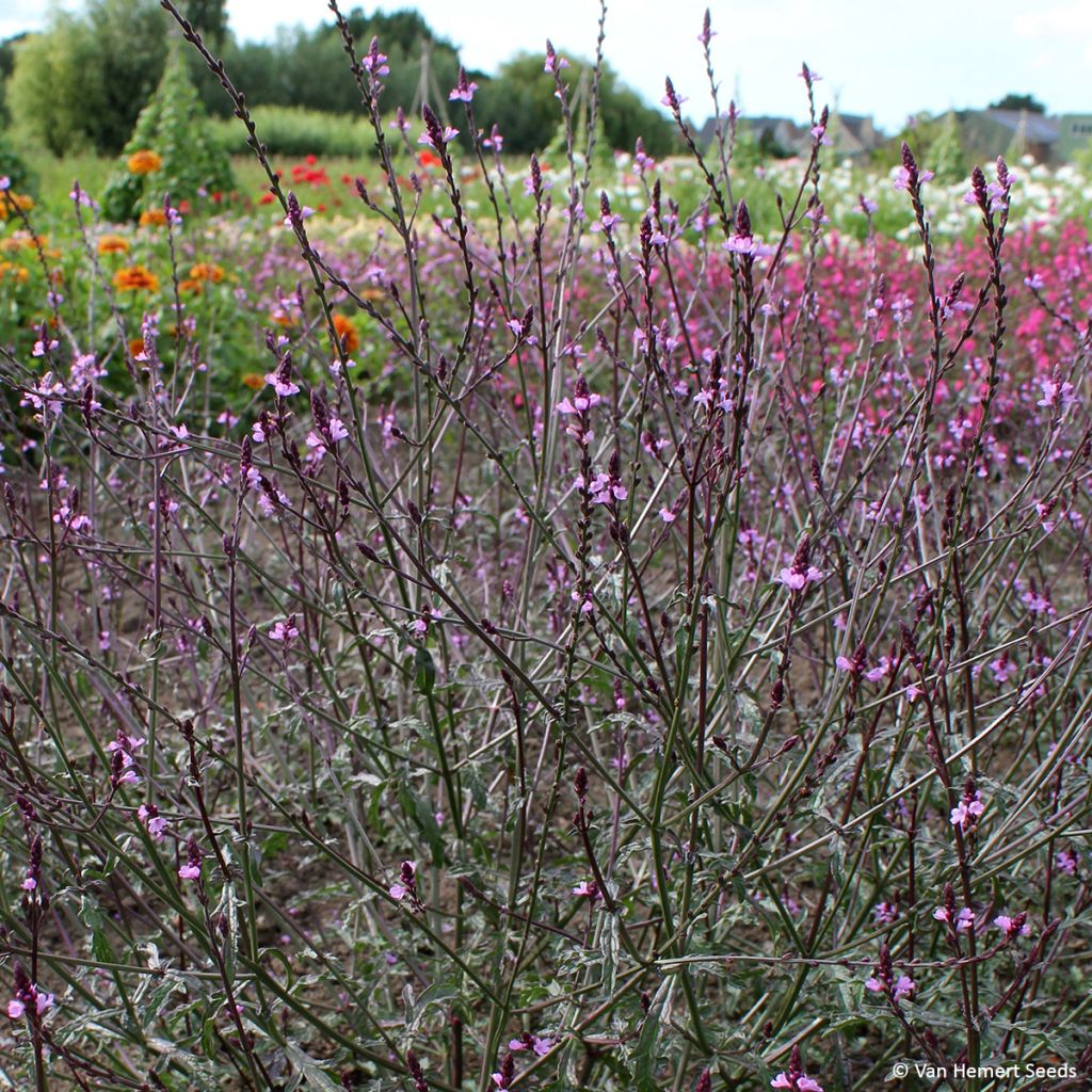 Rohtoverbena Bampton (siemenet)