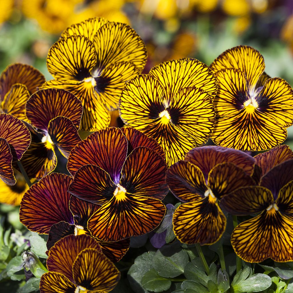 Tarhasarviorvokki Tiger Eye Mix