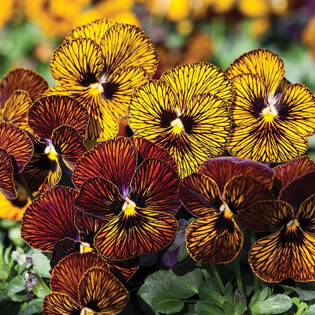 Tarhasarviorvokki Tiger Eye Mix