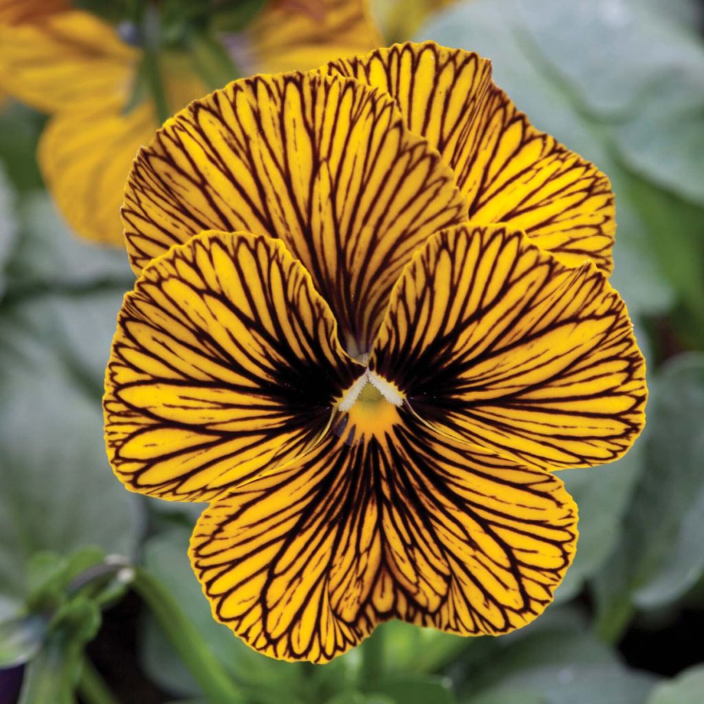 Tarhasarviorvokki Tiger Eye Yellow