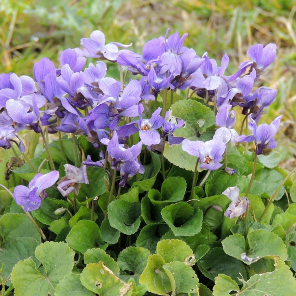 Tuoksuorvokki (siemenet) - Viola odorata