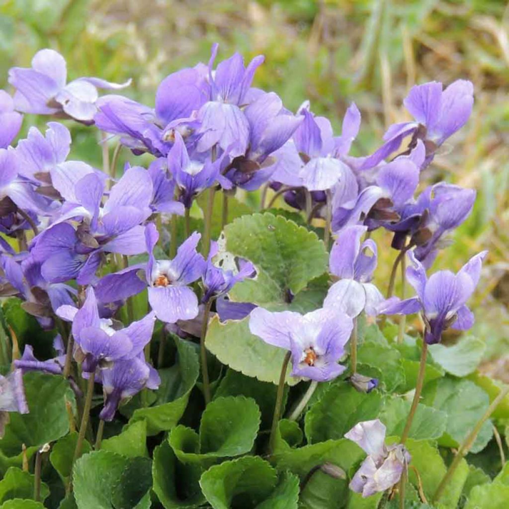 Tuoksuorvokki (siemenet) - Viola odorata