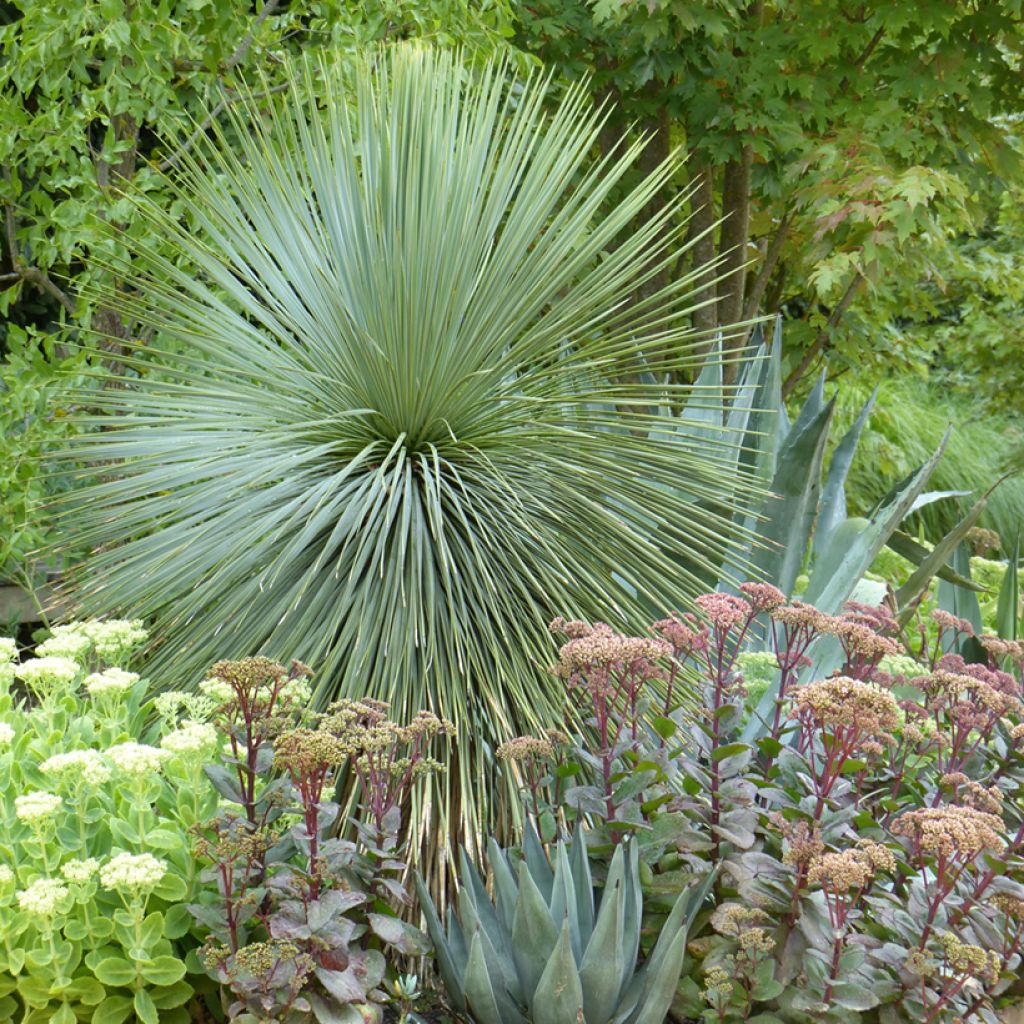 Jukka (siemenet) - Yucca rostrata