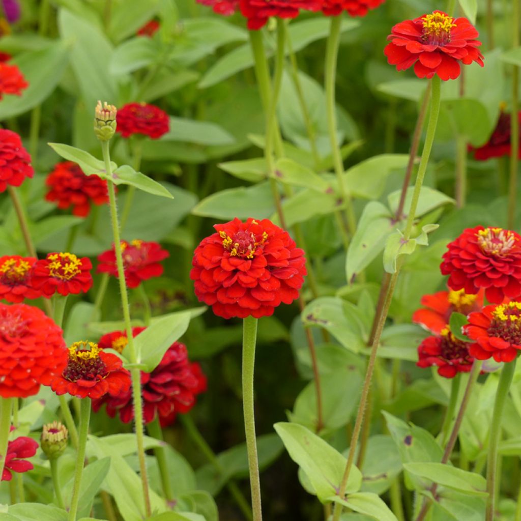Isotsinnia Lilliput Scarlet Gem (siemenet)