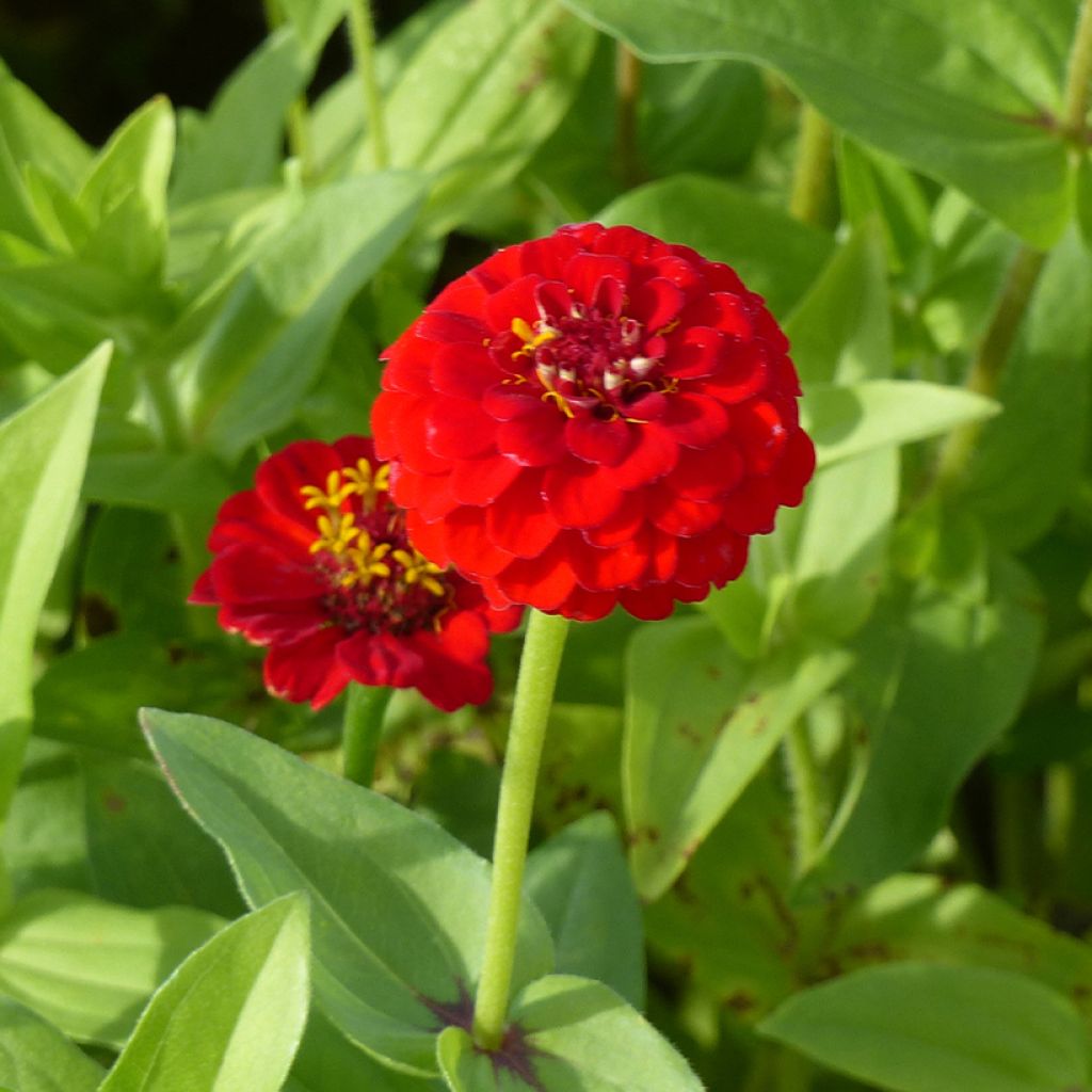 Isotsinnia Lilliput Scarlet Gem (siemenet)