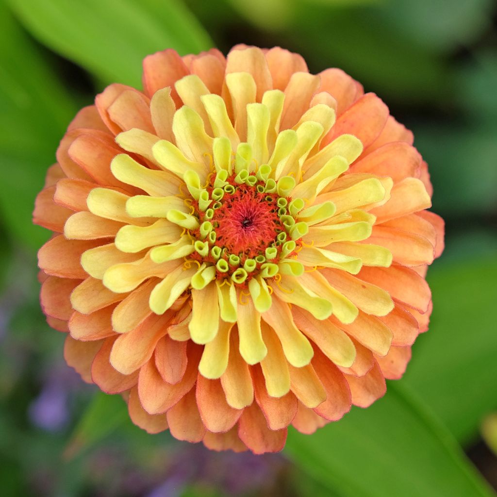 Isotsinnia Queen Lime Orange (siemenet)