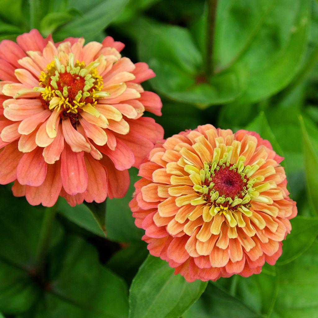 Isotsinnia Queen Lime Orange (siemenet)