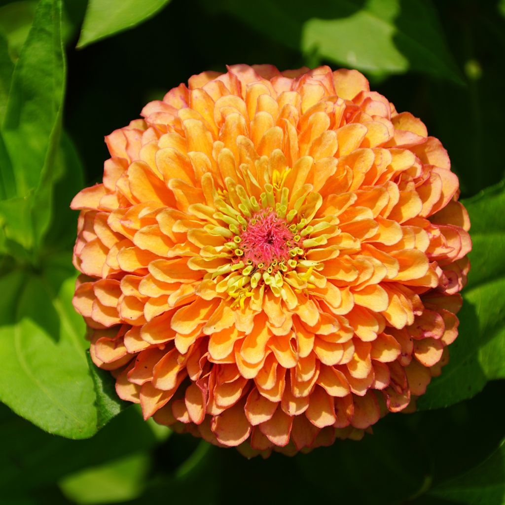 Isotsinnia Queen Lime Orange (siemenet)