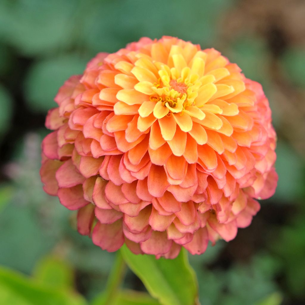 Isotsinnia Queen Lime Orange (siemenet)