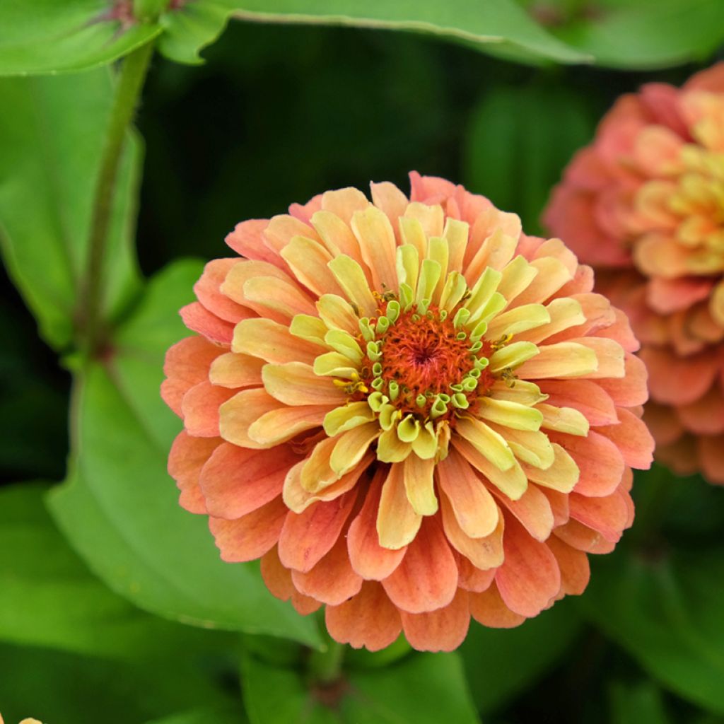 Isotsinnia Queen Lime Orange (siemenet)