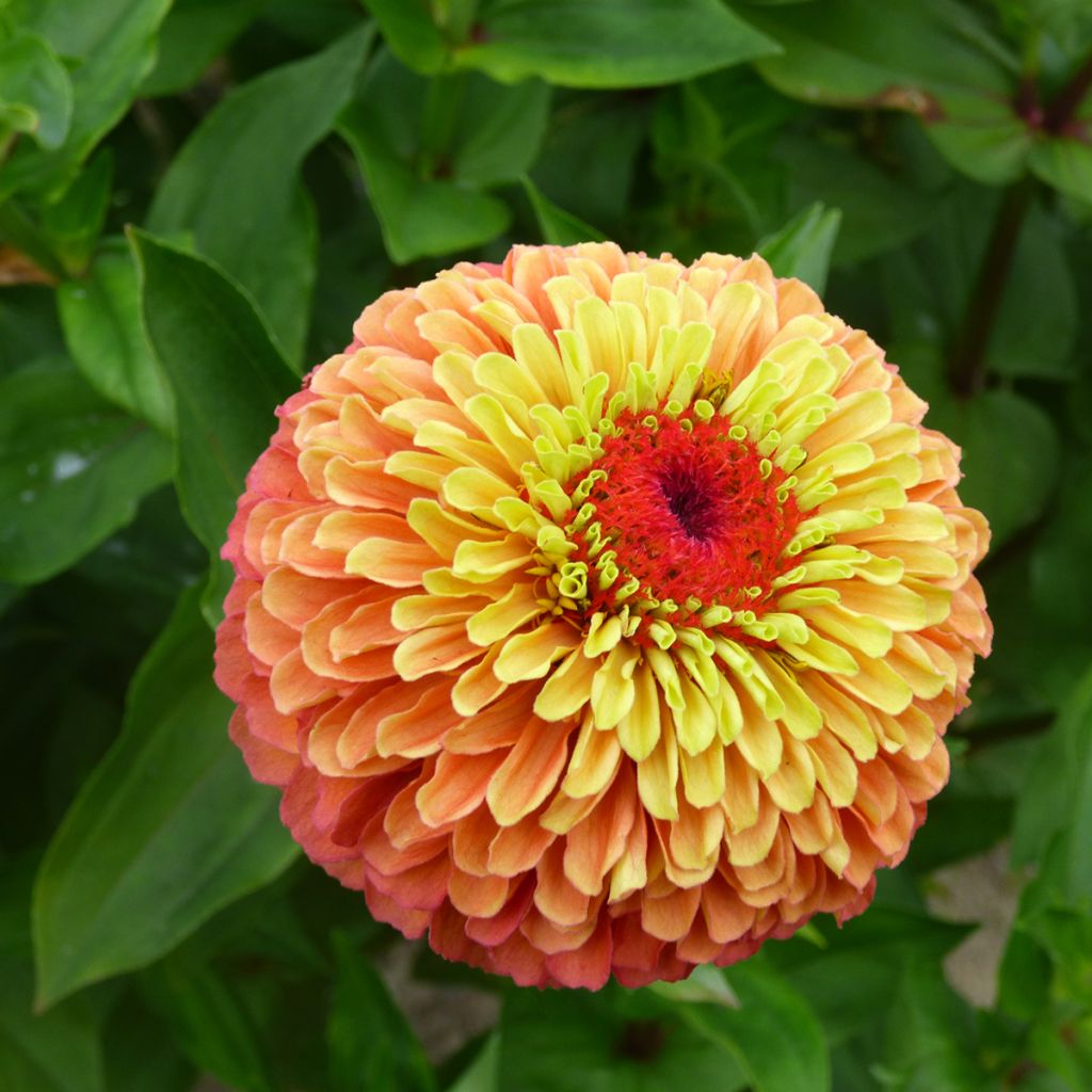 Isotsinnia Queen Lime Bicolors Mix (siemenet)