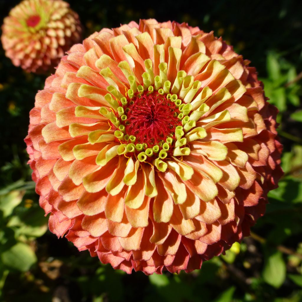 Isotsinnia Queen Lime Bicolors Mix (siemenet)