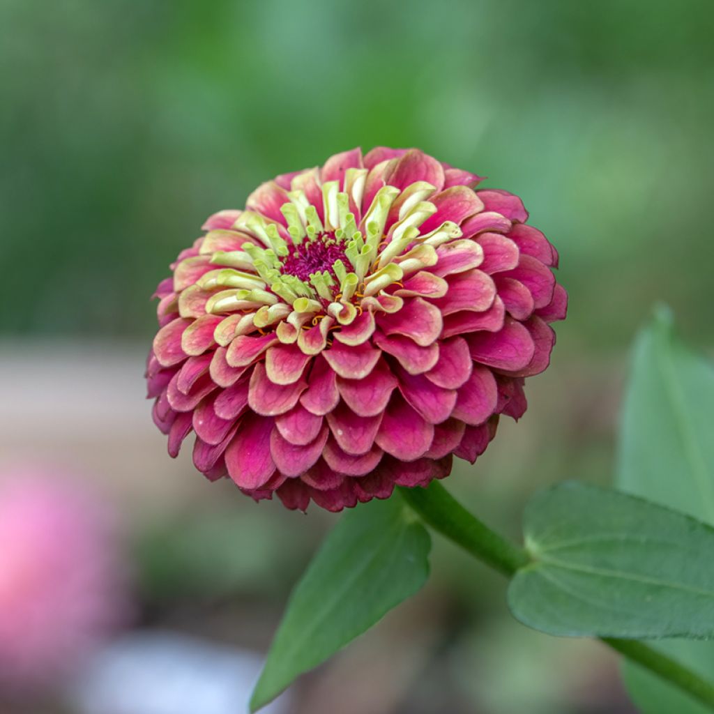 Isotsinnia Queen Red Lime (siemenet)