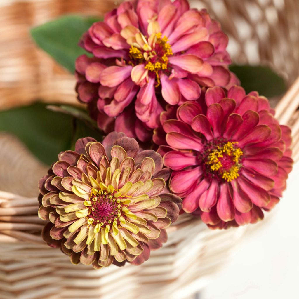 Isotsinnia Queen Red Lime (siemenet)