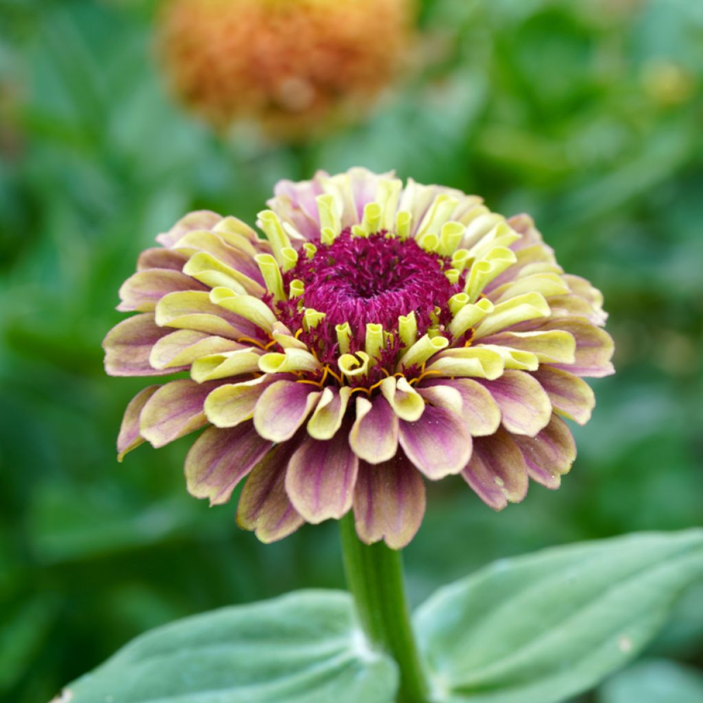 Isotsinnia Queen Red Lime (siemenet)