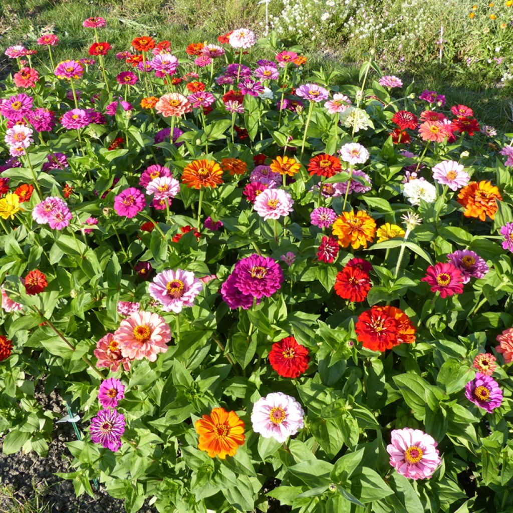 Isotsinnia (siemenet) - Zinnia x elegans