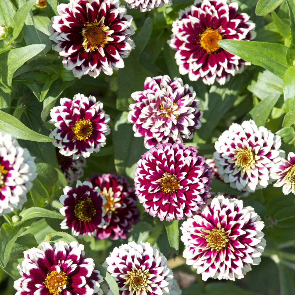 Kultatsinnia Jazzy Red (siemenet)