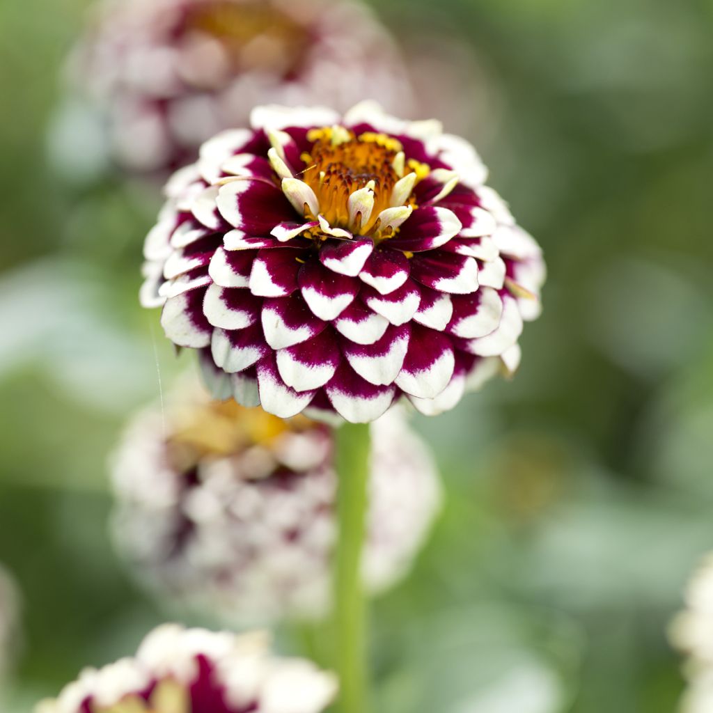 Kultatsinnia Jazzy Red (siemenet)
