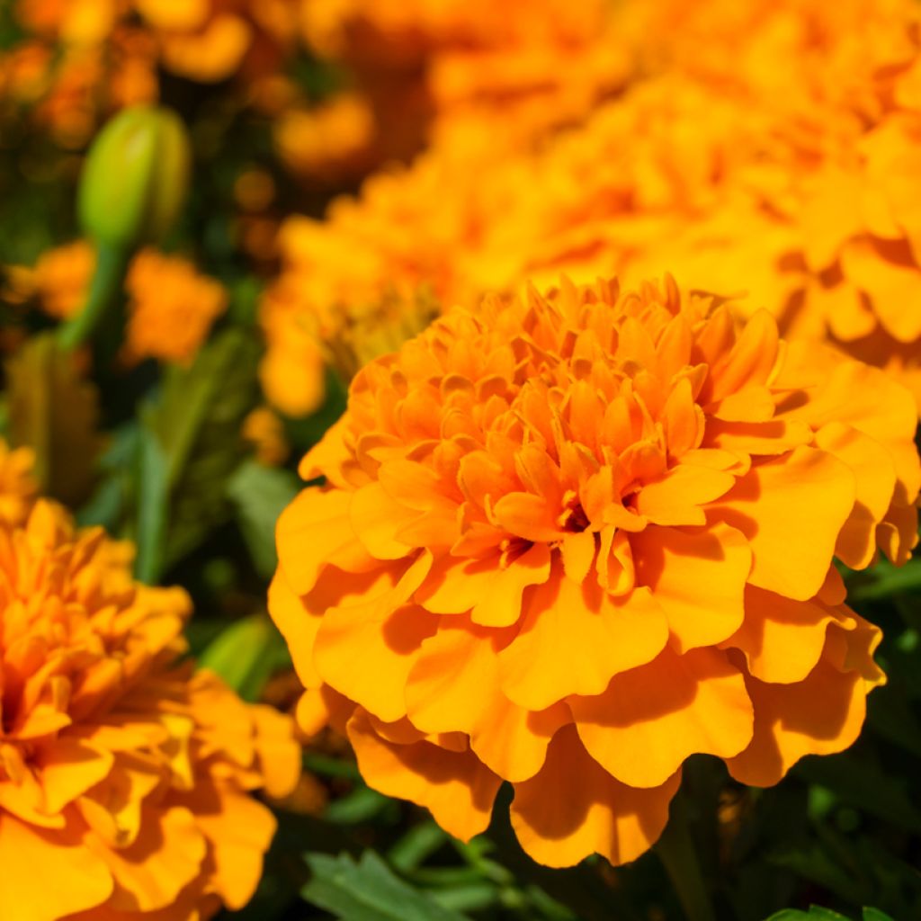 Ryhmäsamettikukka Petite Orange (siemenet)
