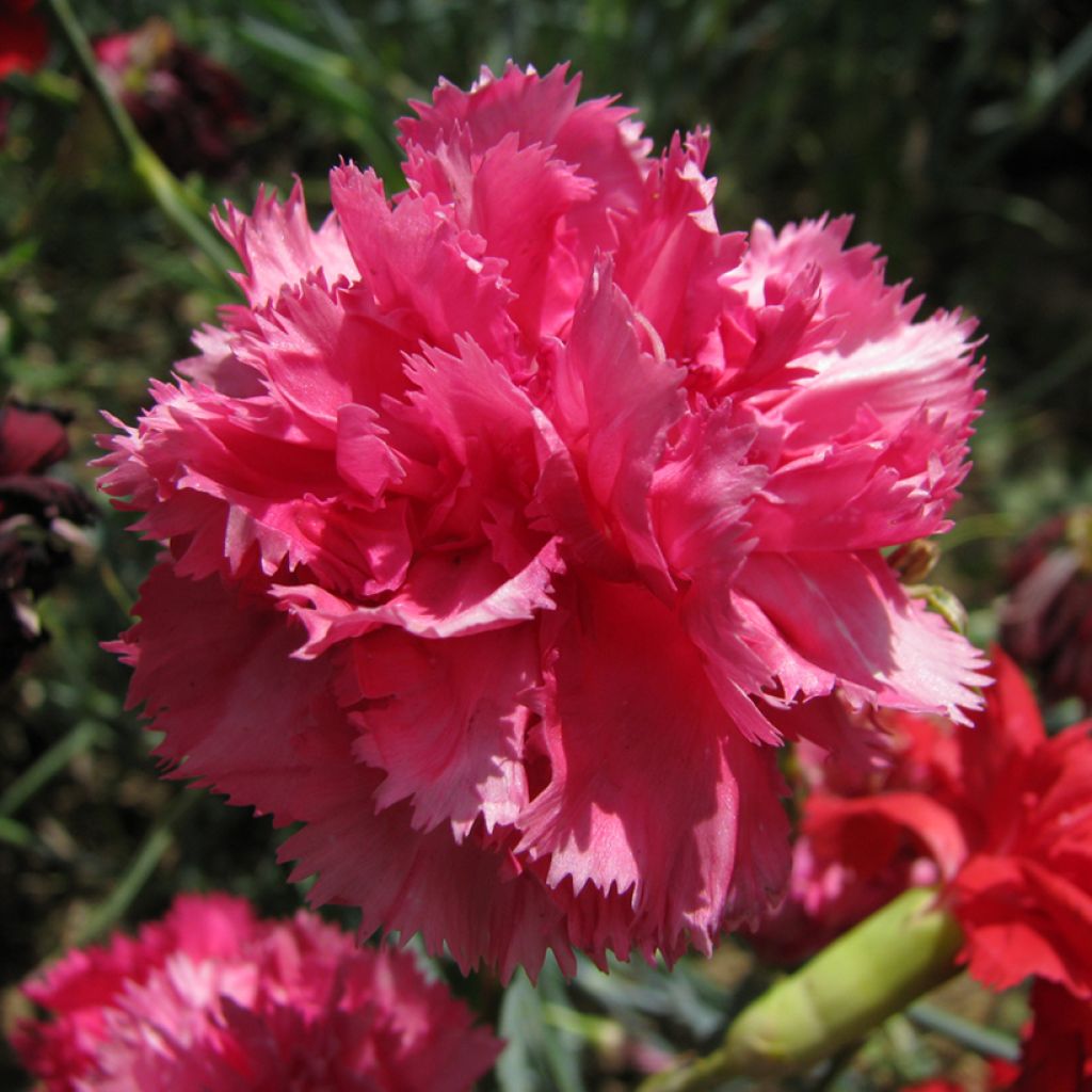 Tarhaneilikka Triumph Rose (siemenet)