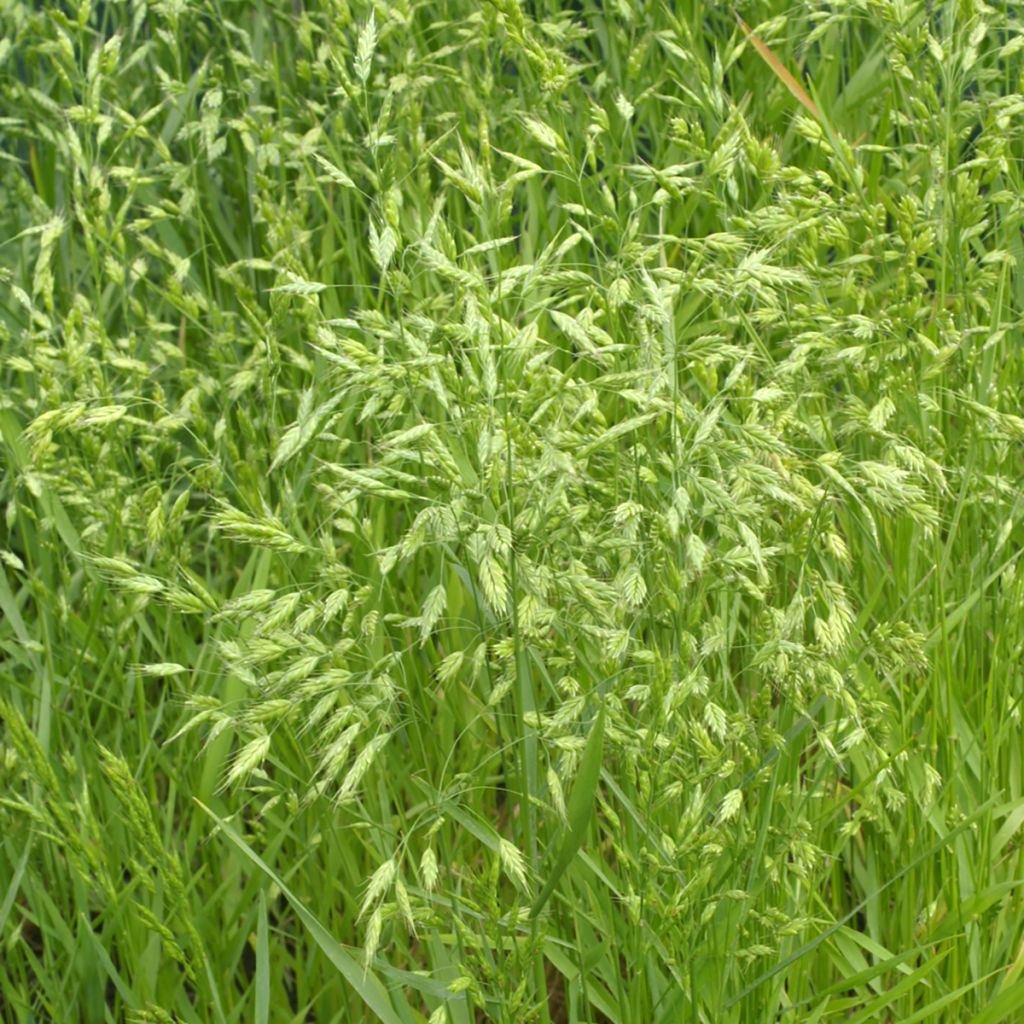 Ruiskattara (siemenet) - Bromus secalinus