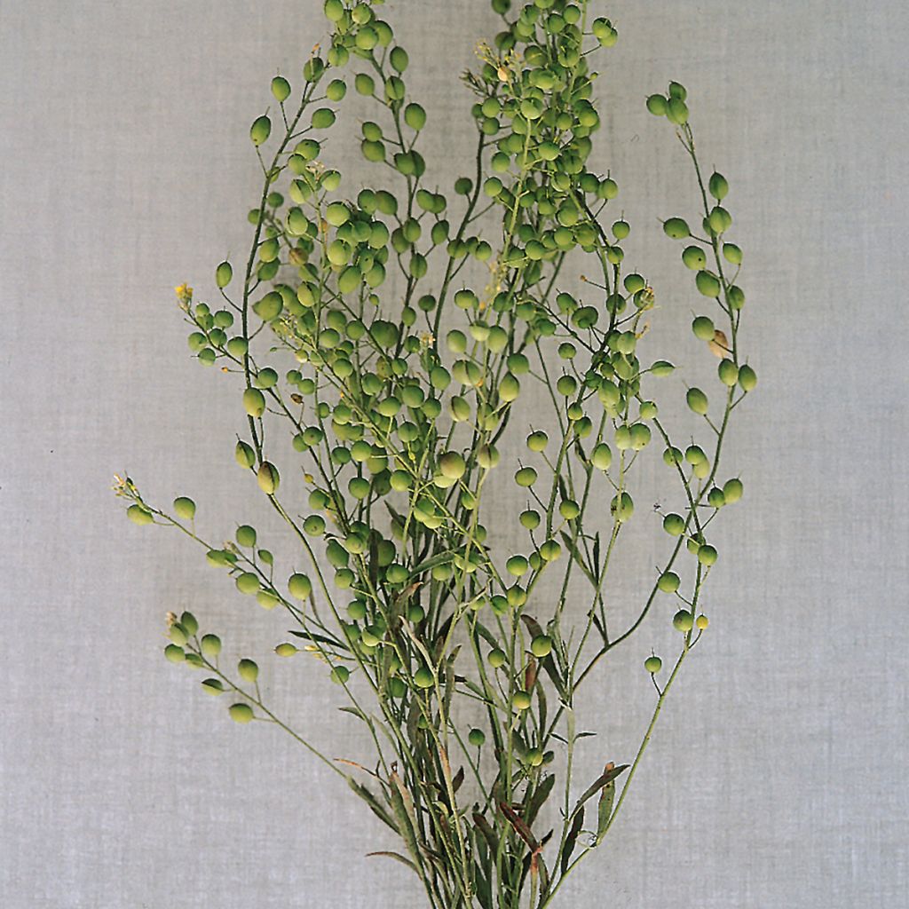 Vihanneskrassi Attraxa (siemenet)