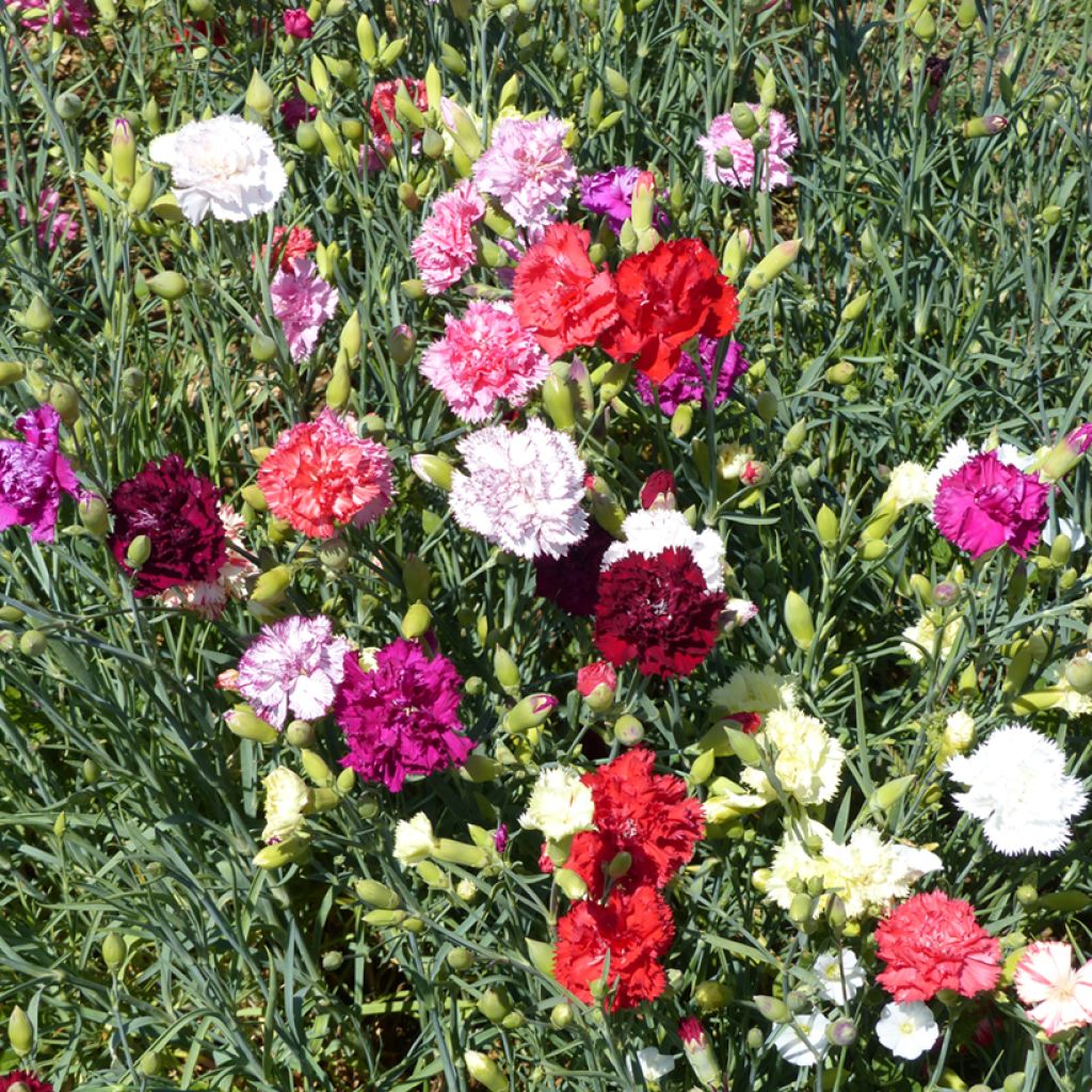 Tarhaneilikka Giant Chabaud Mixed (siemenet)