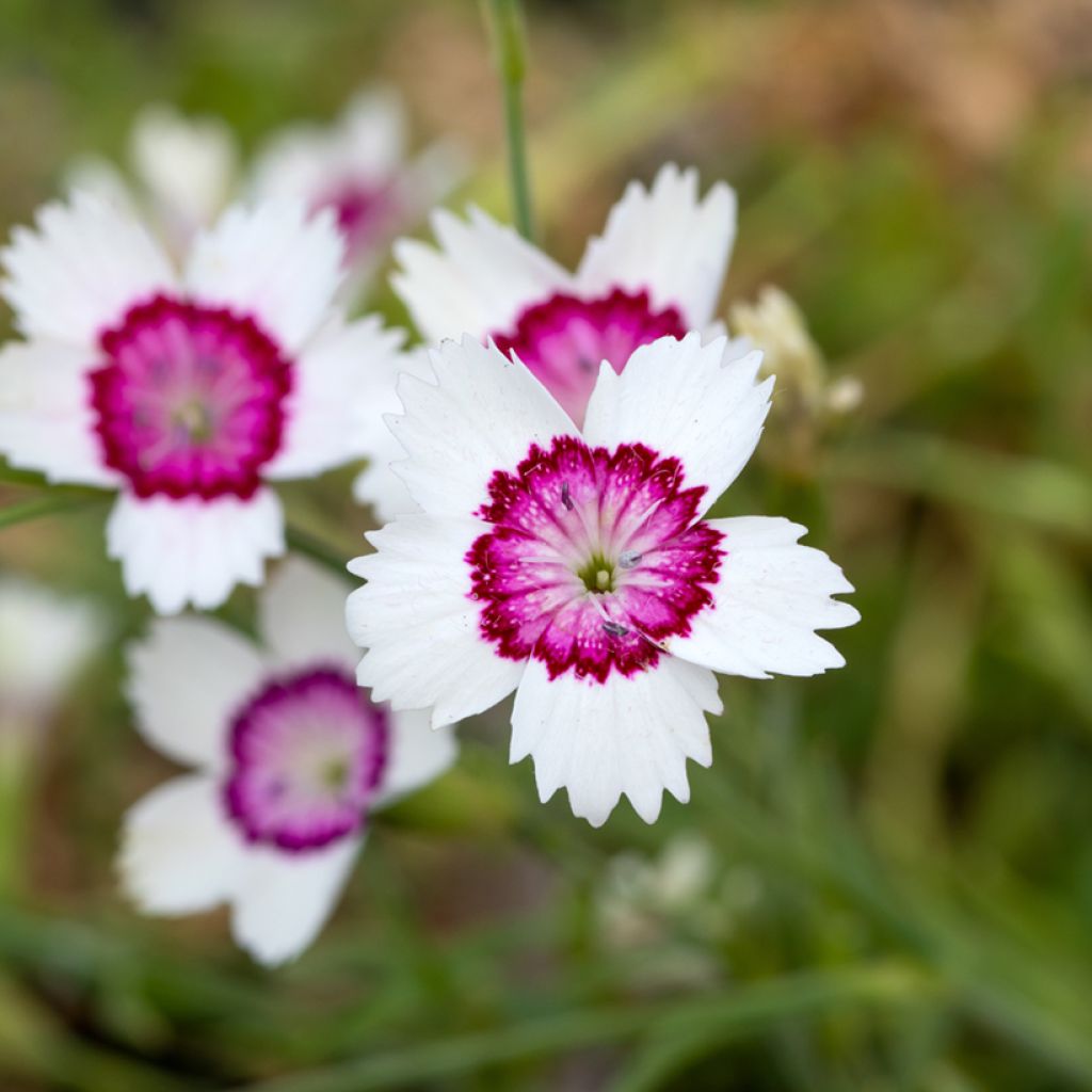 Ketoneilikka Arctic Fire (siemenet)