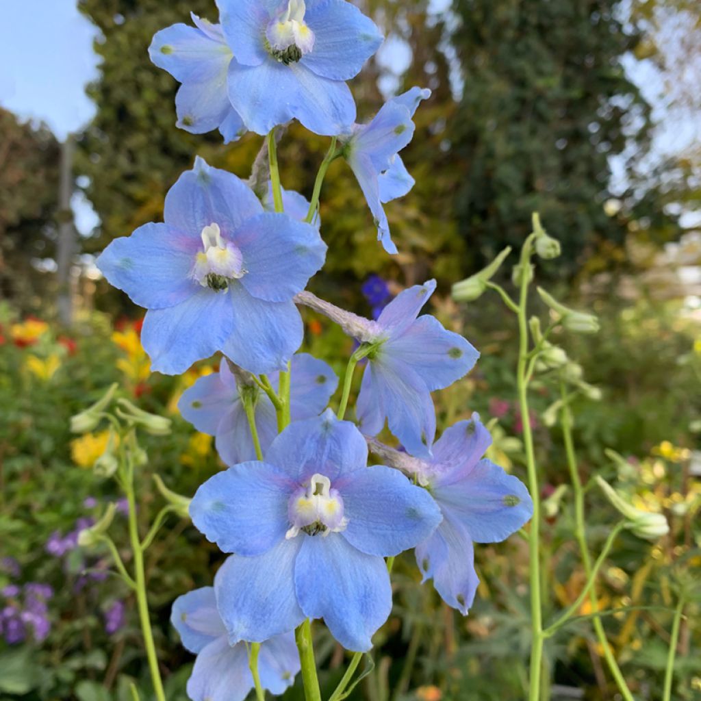Kiinanritarinkannus Summer Blues (siemenet)