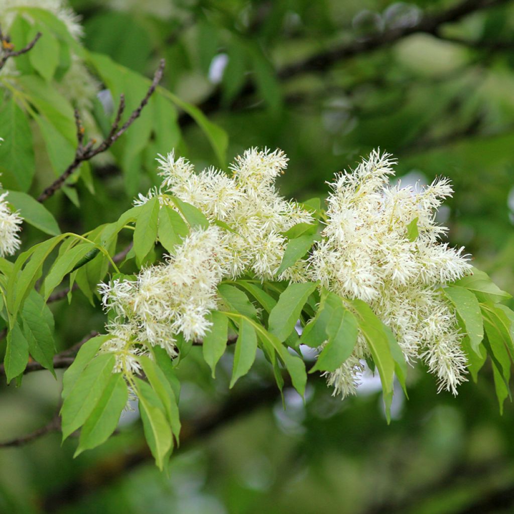 Mannasaarni (siemenet) - Fraxinus ornus