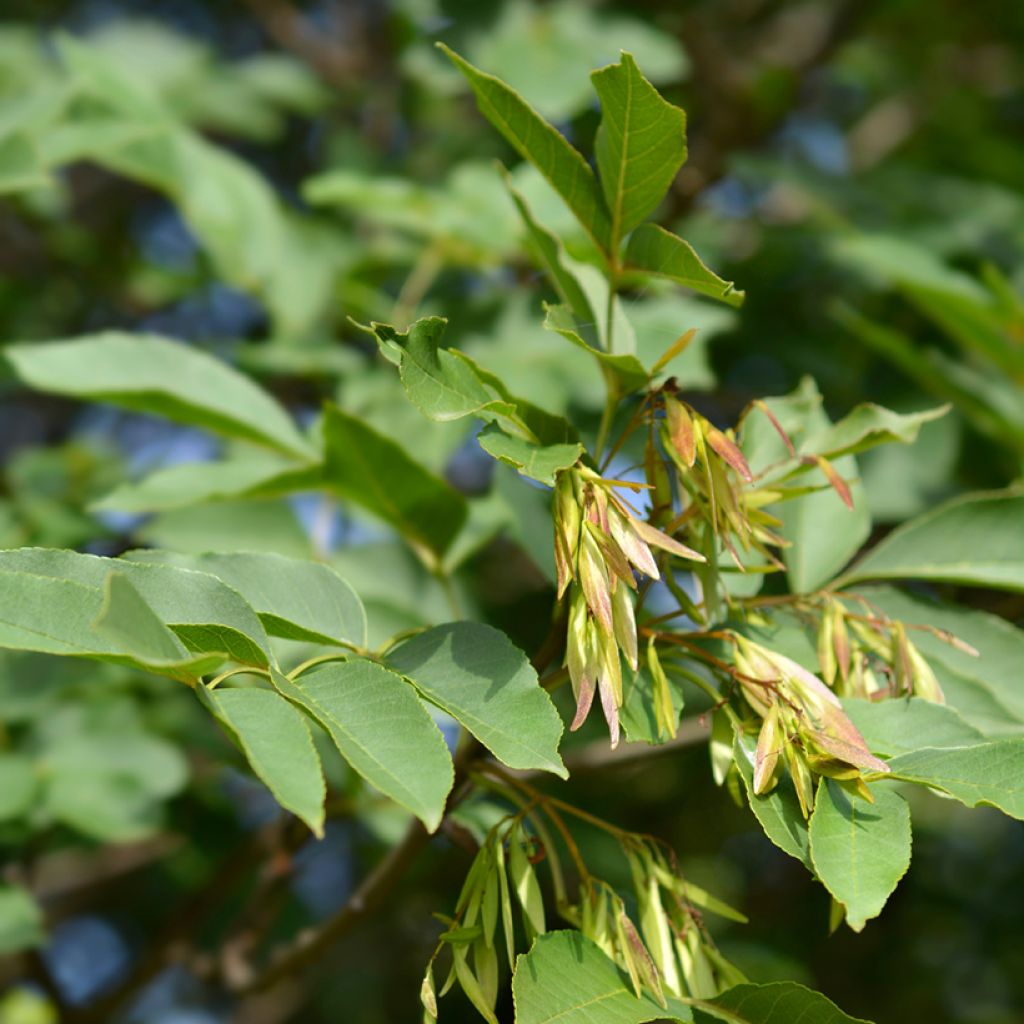 Mannasaarni (siemenet) - Fraxinus ornus
