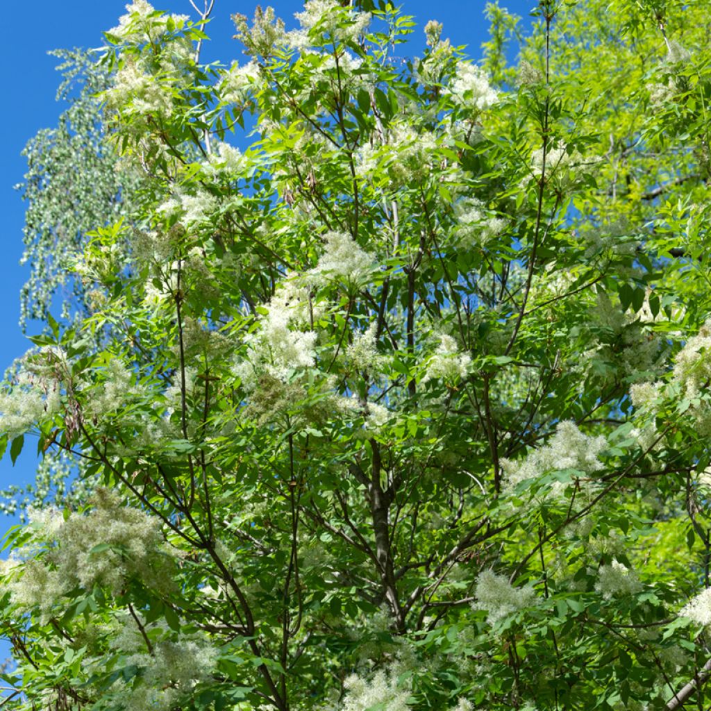 Mannasaarni (siemenet) - Fraxinus ornus