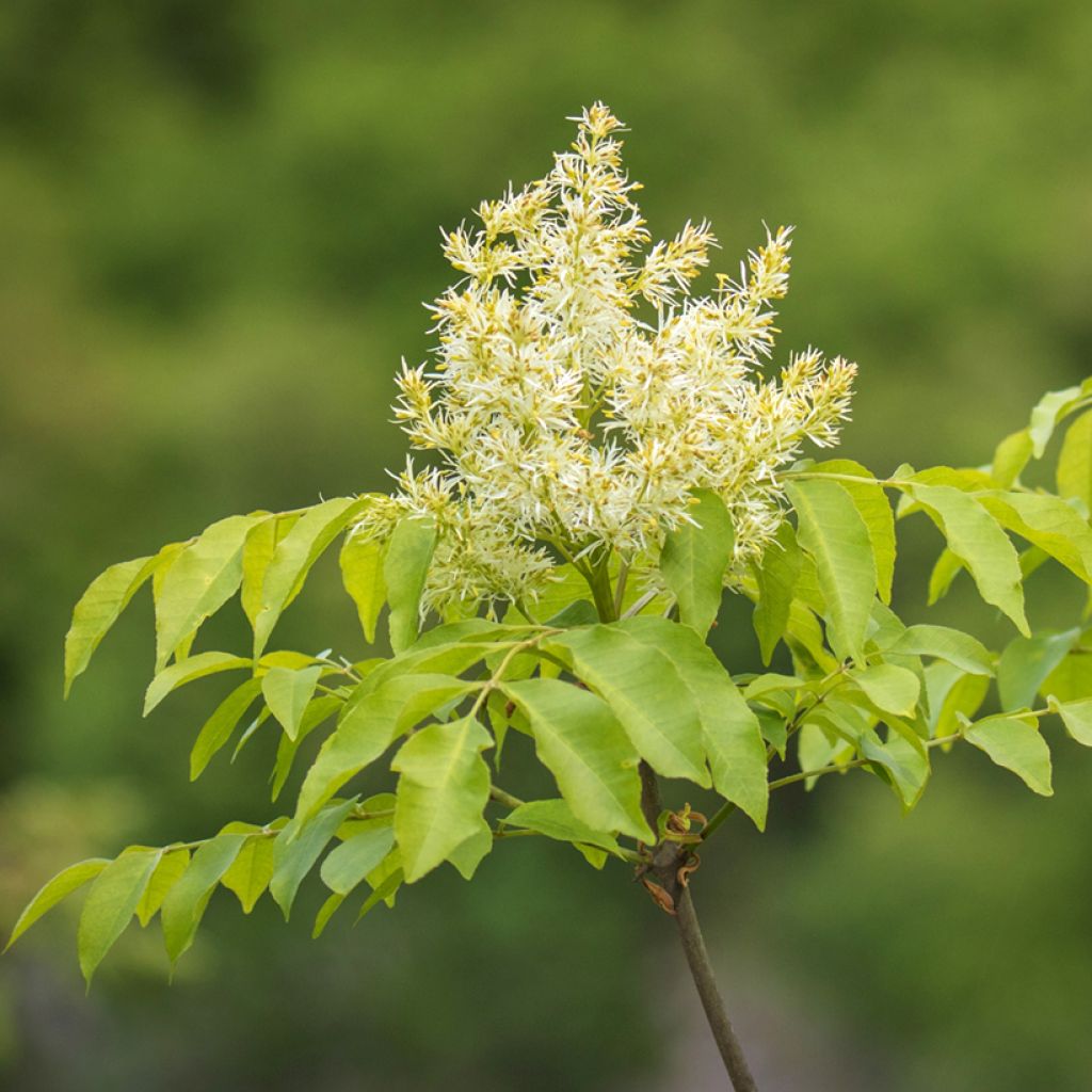 Mannasaarni (siemenet) - Fraxinus ornus