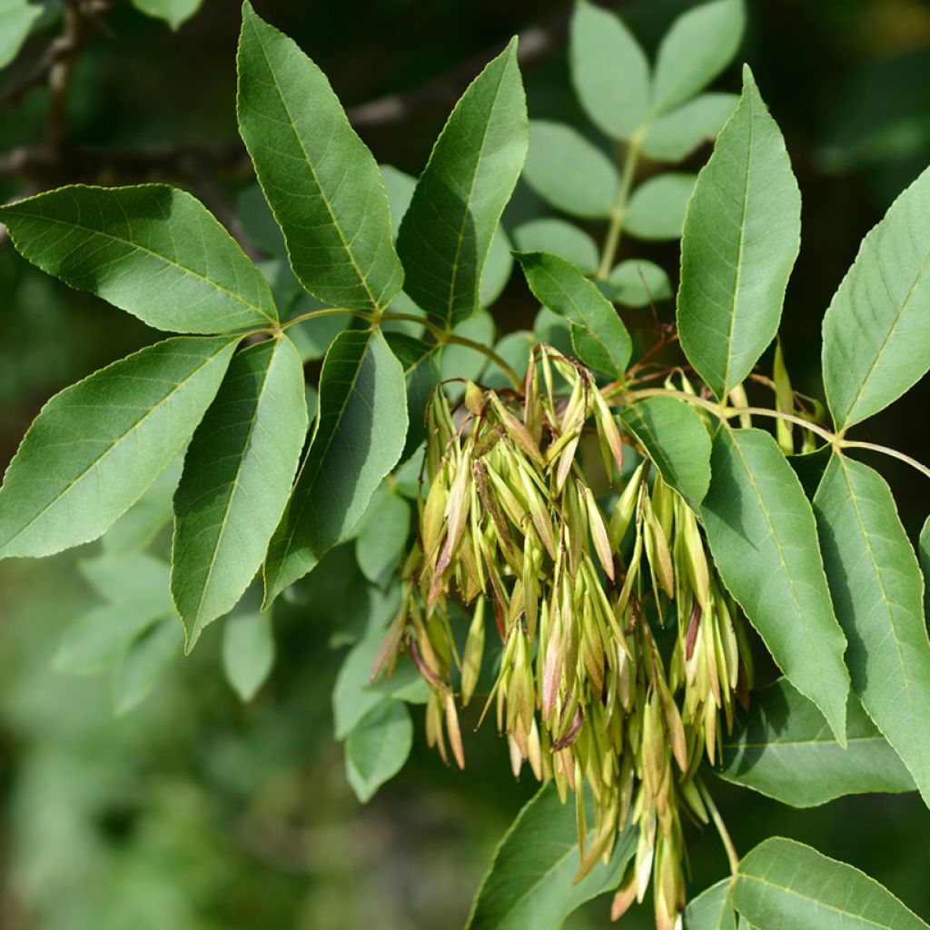Mannasaarni (siemenet) - Fraxinus ornus