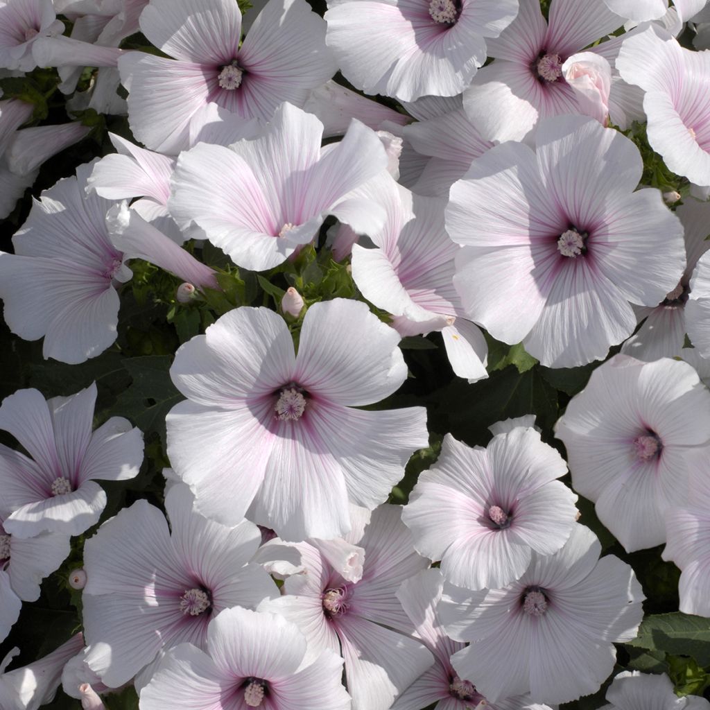 Kesämalvikki New Dwarf Pink Blush (siemenet)