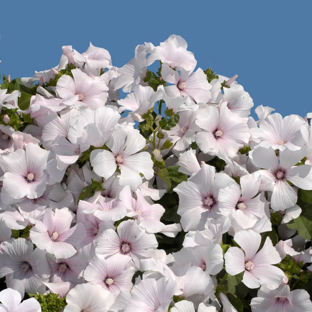 Kesämalvikki New Dwarf Pink Blush (siemenet)