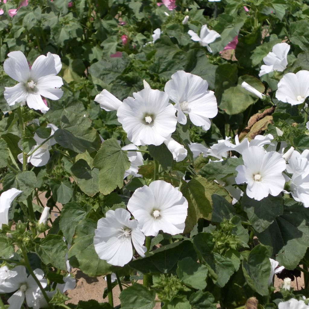 Kesämalvikki White Regis (siemenet)