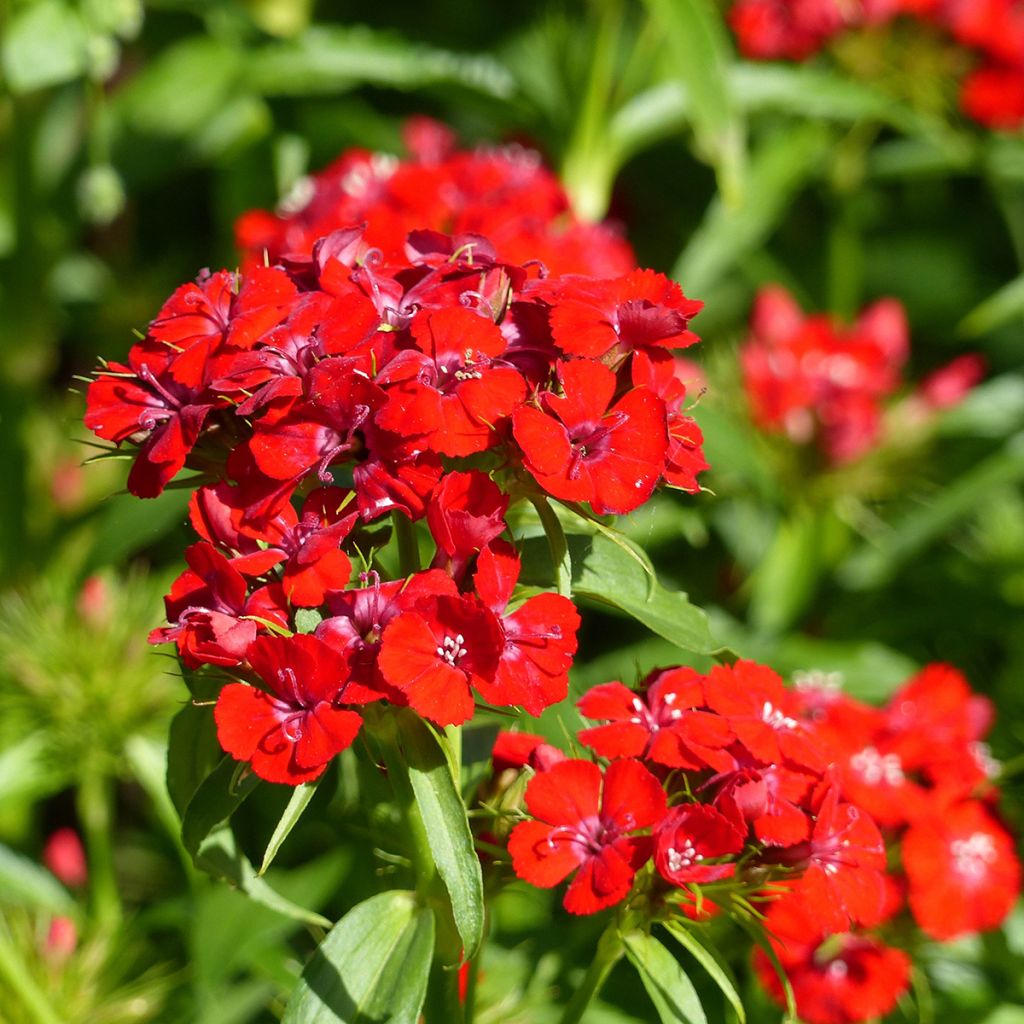 Harjaneilikka Etournelle Scarlet (siemenet)