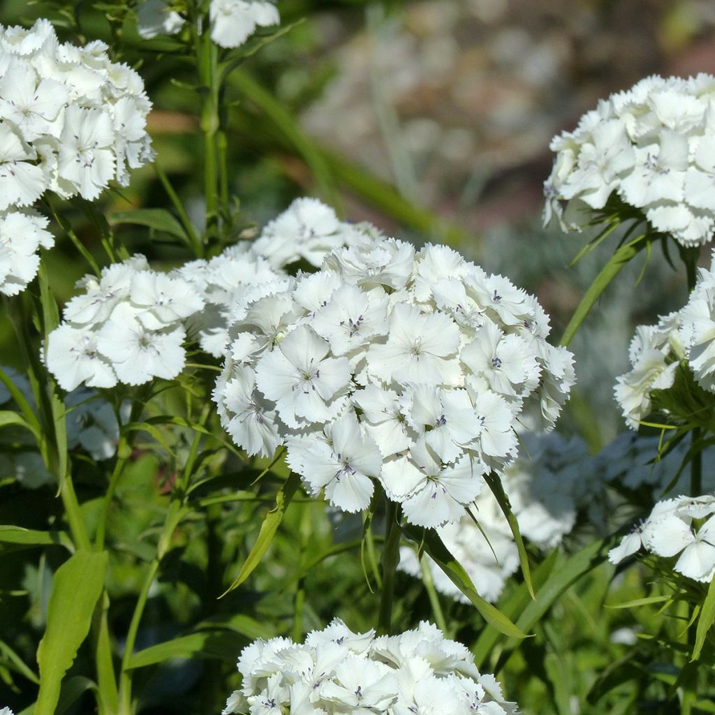 Harjaneilikka Etournelle White (siemenet)